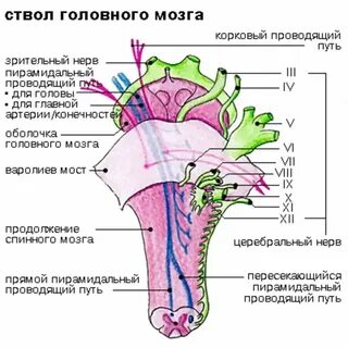 Черепный ствол