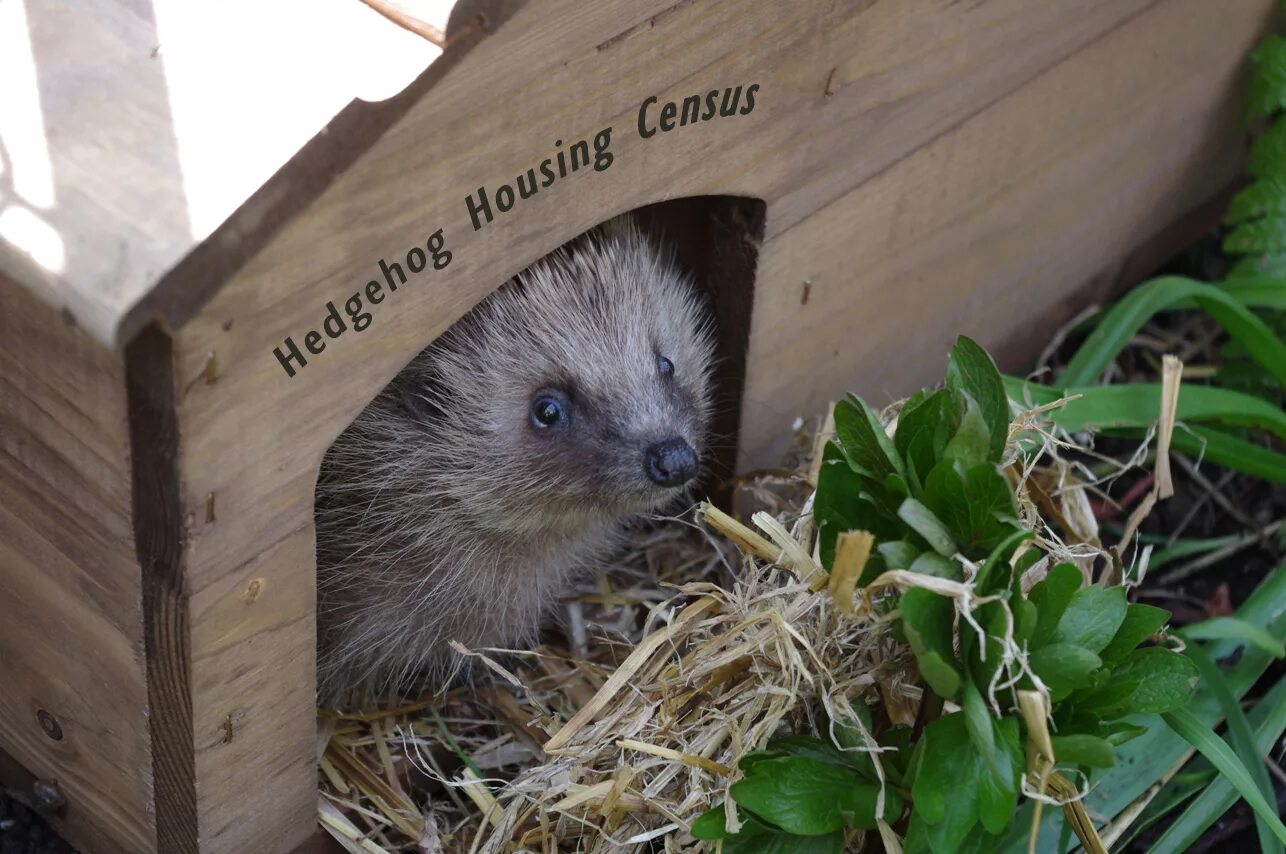 Hedgehog house illustration Hedgehog house, Diy hedgehog house, Hedgehog house p