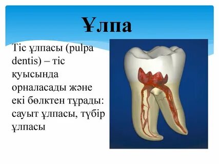 Тіс пастасы презентация