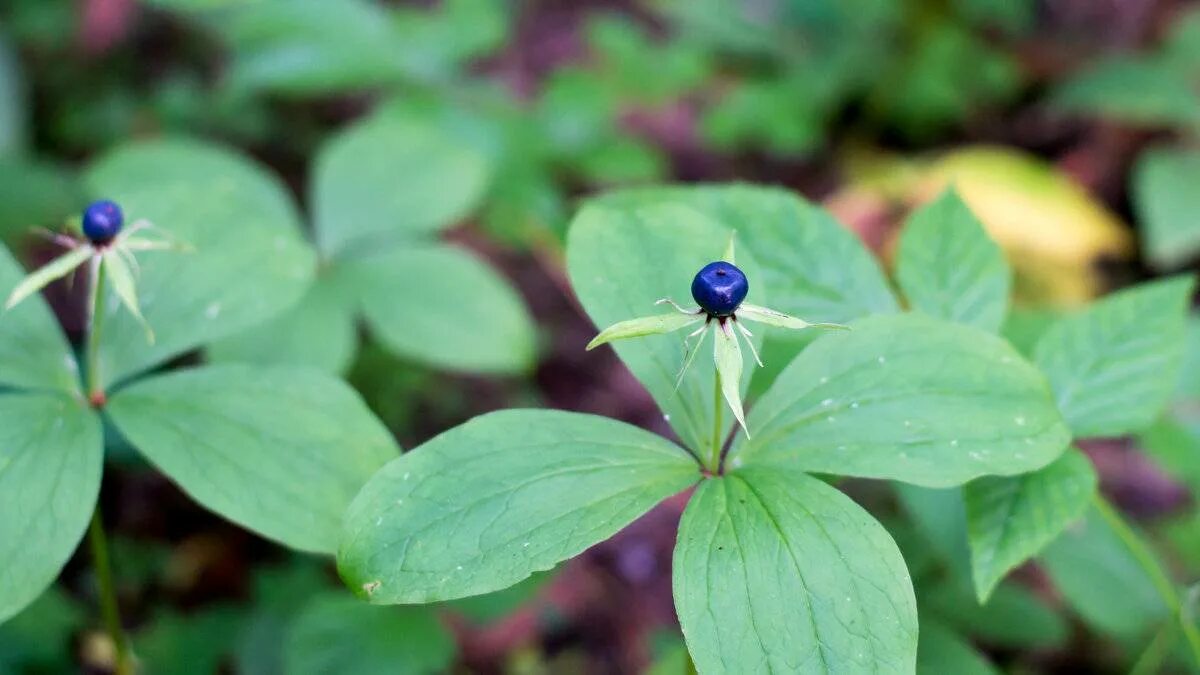 Вороний глаз ядовитое растение. Вороний глаз ягода ядовитая. Вороний глаз четырёхлистный. Ядовитое лесное растение вороний глаз. Вороний глаз ядовитое растение.