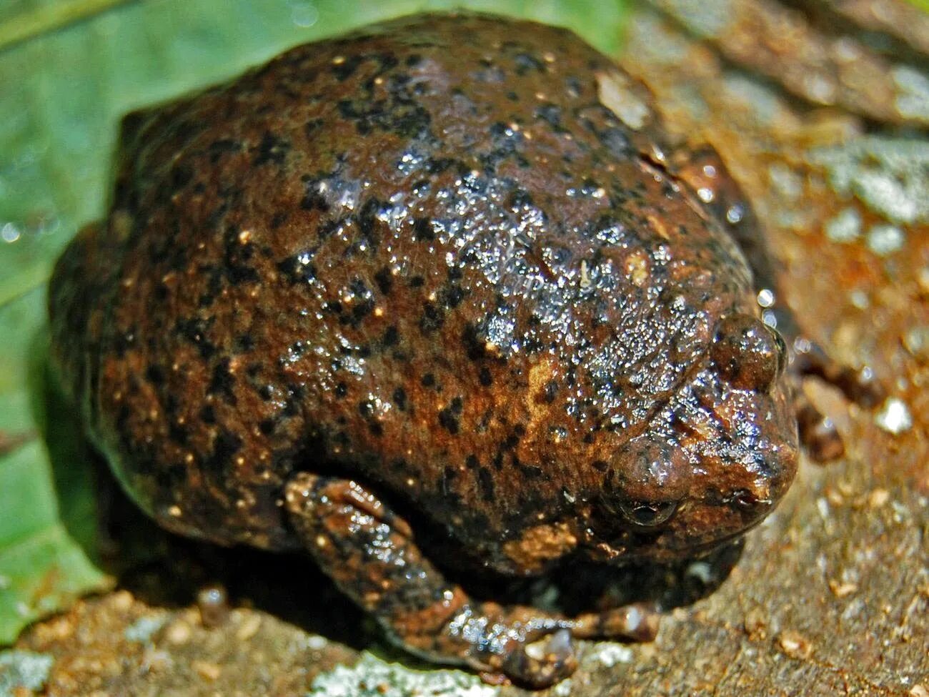 Бычья лягушка. Краснопятнистая жаба. Краснопятнистая бычья лягушка. Калоула лягушка.