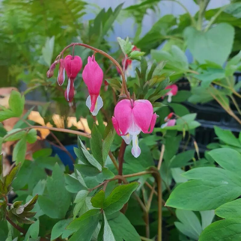 Цветок р ф. Цветы и российский флаг. Красивые растения. Цветочек россия. Цветок р ф.