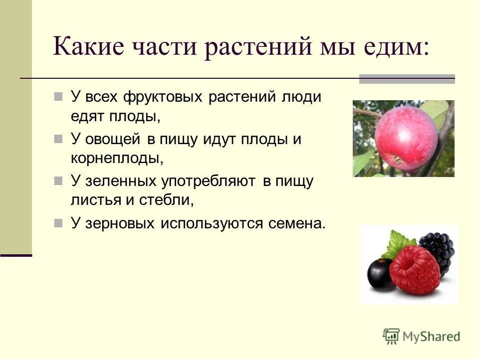 Части растений употребляемые в пищу. Какую часть растения человек употребляет в пищу. Какие части растений ест человек. Какие растения человек употребляет в пишу.