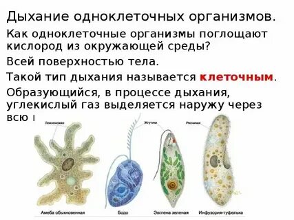 Органы выделения у одноклеточных