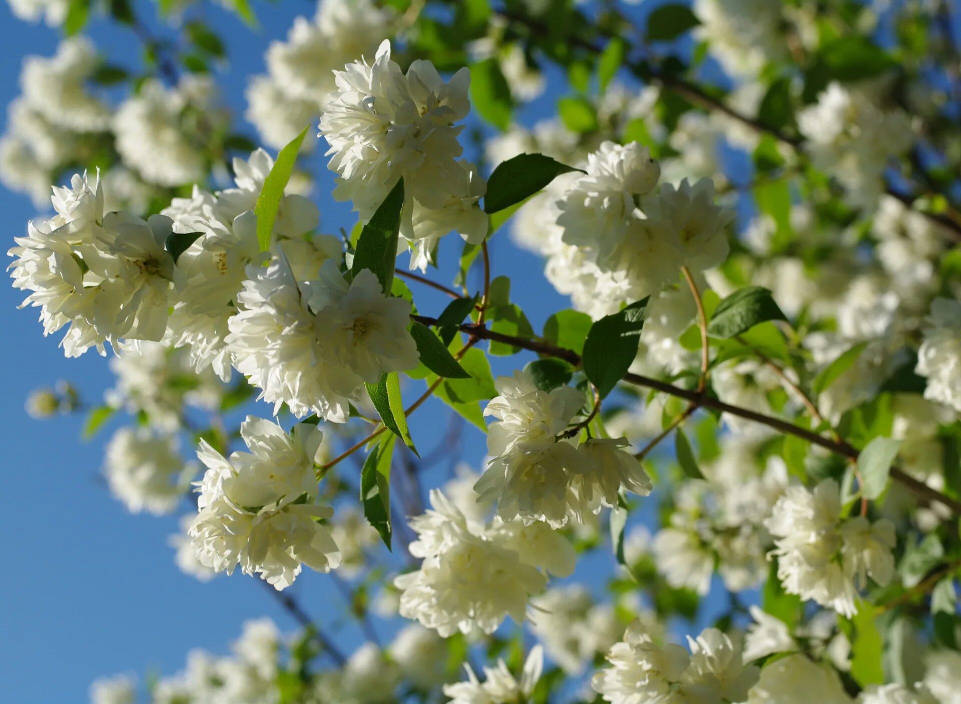 It s beautiful flower. Летнее цветение. Лето природа цветы. Белый цвет в природе. Дерево цветет белыми цветами летом.