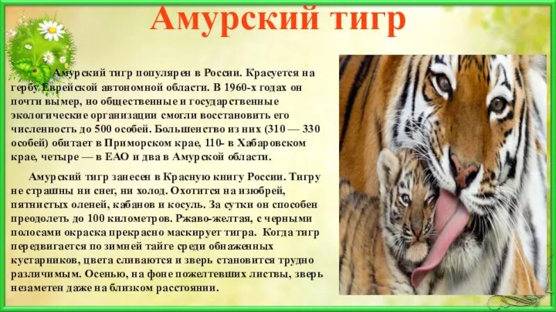 Амурский тигр проект 3 Проект на тему амурский тигр