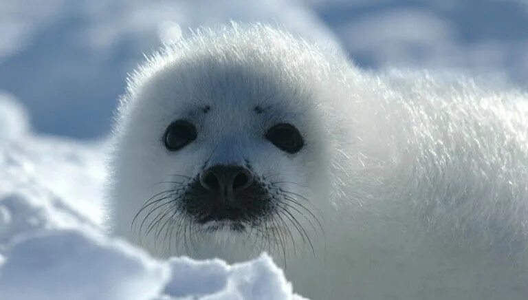 Международный день защиты бельков. Белек тюлень. Белёк детеныш. Гренландский тюлень.