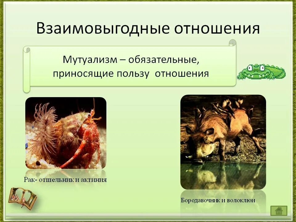 Определите взаимо. Взаимновнедные отношения организмов. Взаимовыгодные отношения. Взаимовыгодные отношения организмов. Взаимоотношения организмов взаимополезные.