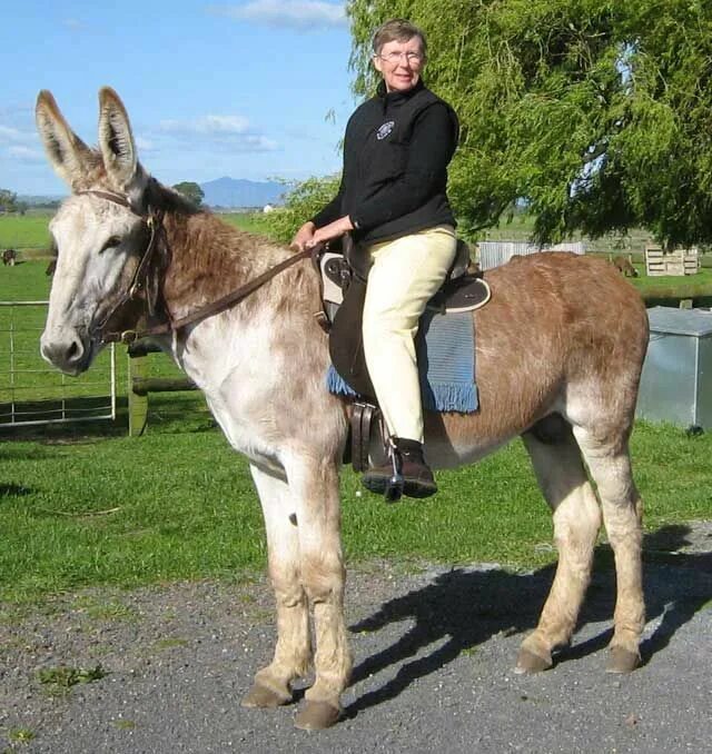 Výsledek obrázku Animals beautiful, Horse breeds, Beautiful horses