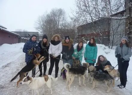 Приют череповец