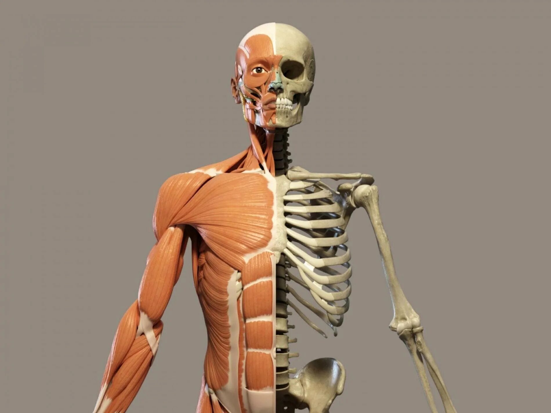 Скелет человека. Человеческий скелет с мышцами. Мышцы и кости. Анатомия человека кости и мышцы.
