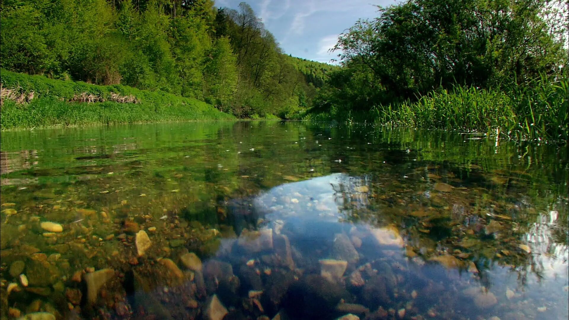 Д ф о природе. Прозрачный ручей. Дикая природа Дуная. Гармония река вода ручей. Дунай европейская Амазонка Дикая природа.