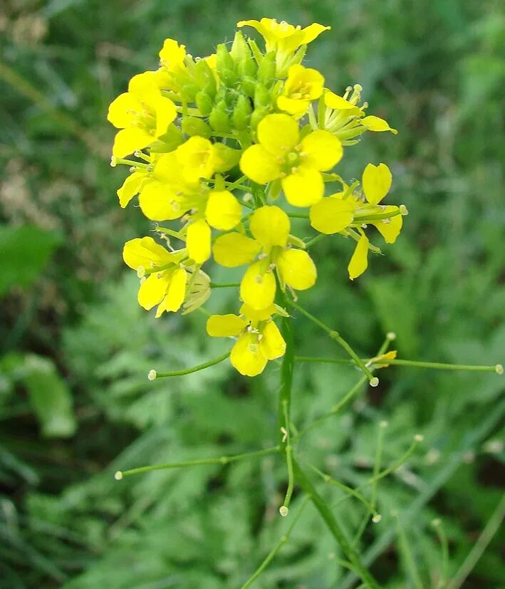 Barbarea vulgaris - Image of an specimen - Plantarium