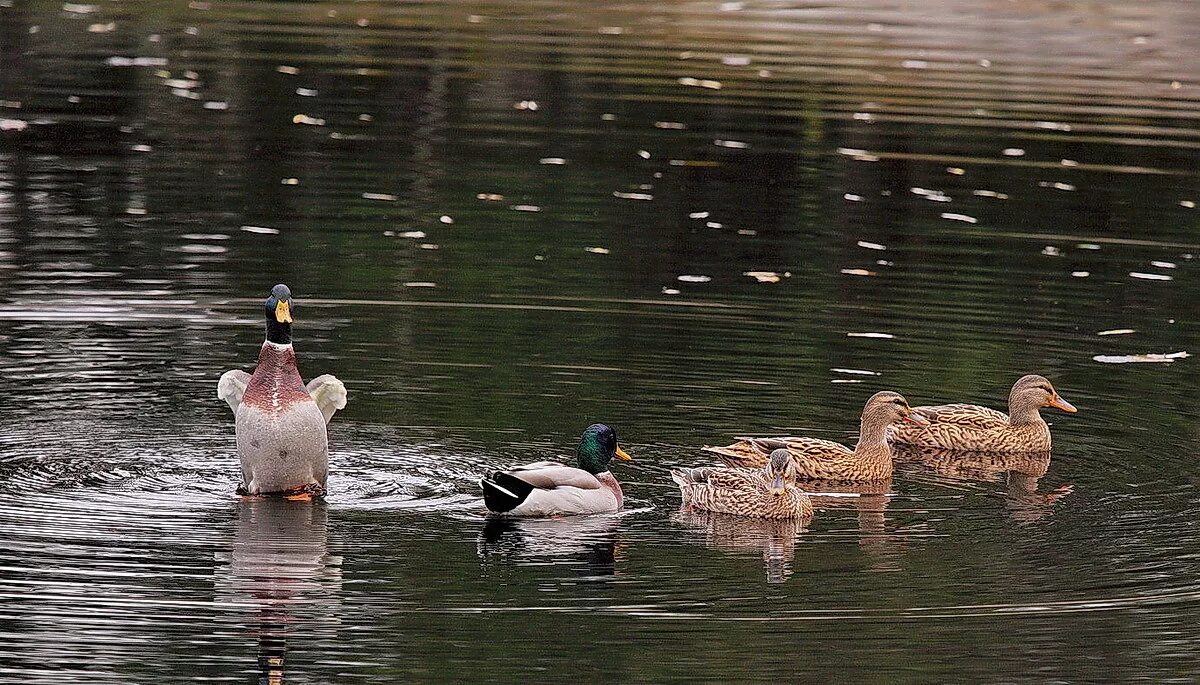 Пёстрые утки плещутся в воде. В траве утки плещутся. Утки плещутся. Мы спугнули диких уток плескавшихся. Мы спугнули диких уток плескавшихся.