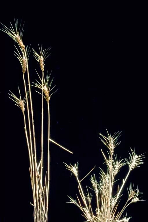 Карликовая головня - tilletia controversa. Карликовая головня на озимой пшенице. Головня злаков. Карликовая головня. Карликовая головня - tilletia controversa.