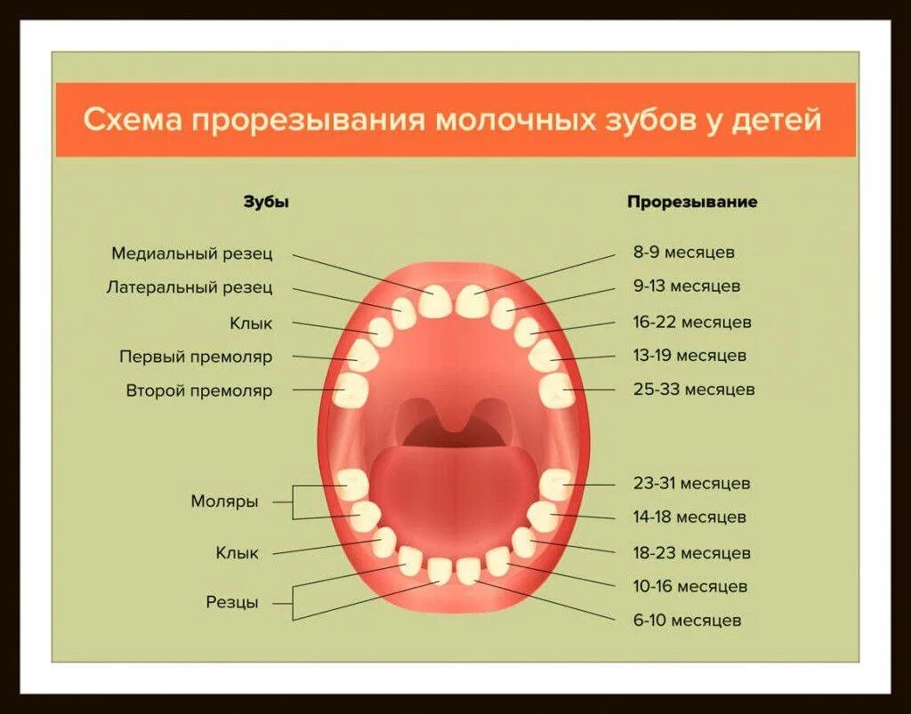 Схема молочных и постоянных зубов. Схема выпадения зубов. Схема выпадения молочных зубов.