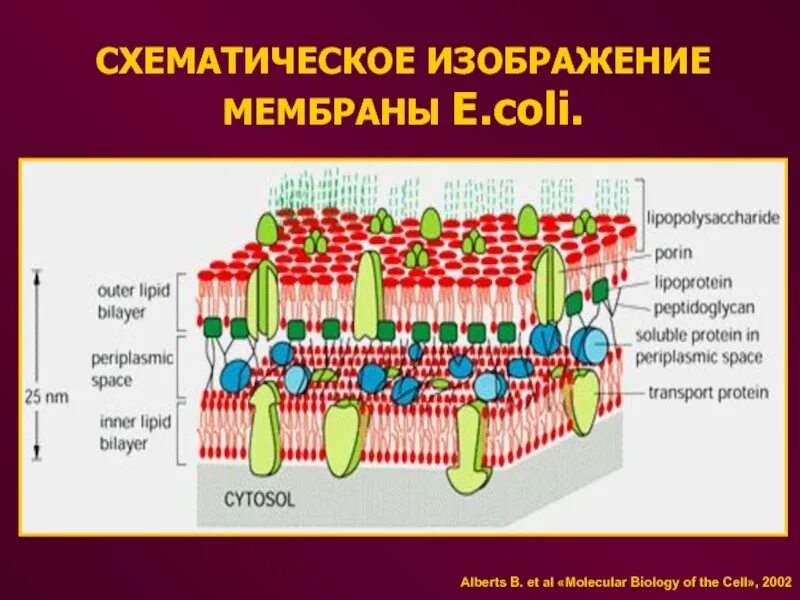 Клеточная стенка и мембрана бактерий. Строение цитоплазматической мембраны бактерий. Строение цитоплазматической мембраны клетки. Плазматическая мембрана бактериальной клетки. Строение цитоплазматической мембраны бактериальной клетки.