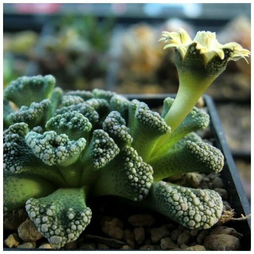 Титанопсис калькарея суккуленты. Nbnfyjgfl 2. Титанопсис известковый. Titanopsis calcarea фото. Титанопсис сорта.