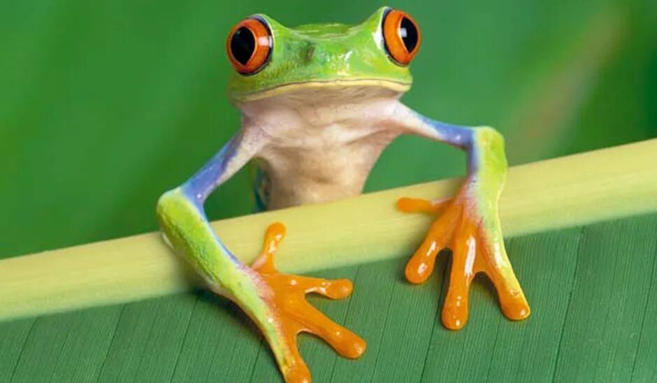 Tree frog клей