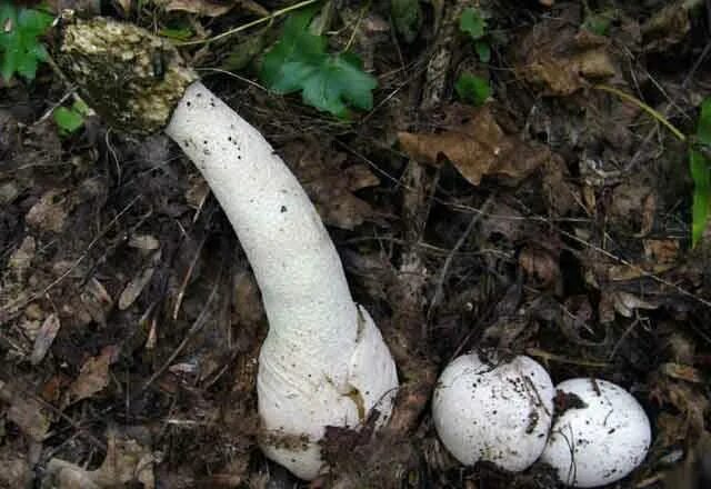 Гриб ведьмин котелок саркосома. Саркосома шаровидная. Ведьмин трутовик гриб. Ведьмин гриб. Молодильные грибы саркосома шаровидная.