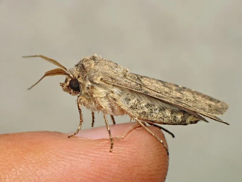 Озимая совка гусеница. Озимая совка (agrotis segetum),. совка озимая подгрызающая. agrotis segetum гусеница. озимая совка agrotis segetum den. et schiff..