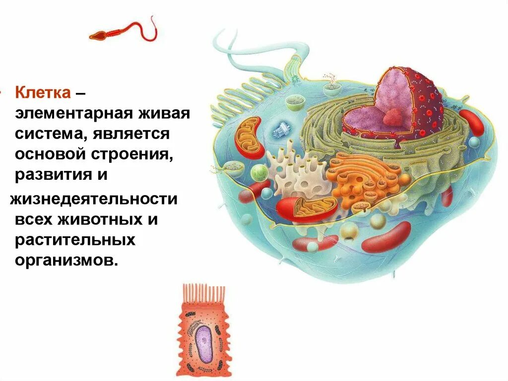 Живую клетку открыл. Схема клетка Живая система. Клетка – элементарная система. Клетка как элементарная Живая система. Строение живой клетки.