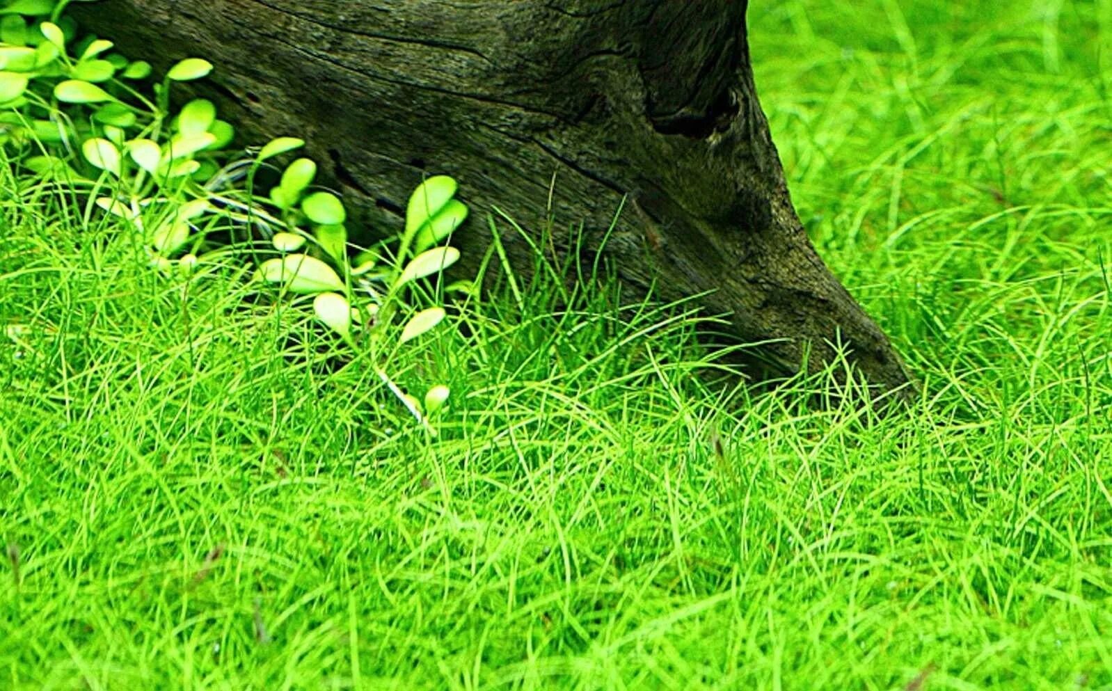 Элеохарис парвула аквариумное растение. Элеохарис парвула. Элеохарис (ситняг) карликовый. Элеохарис парвула. Элеохарис парвула.