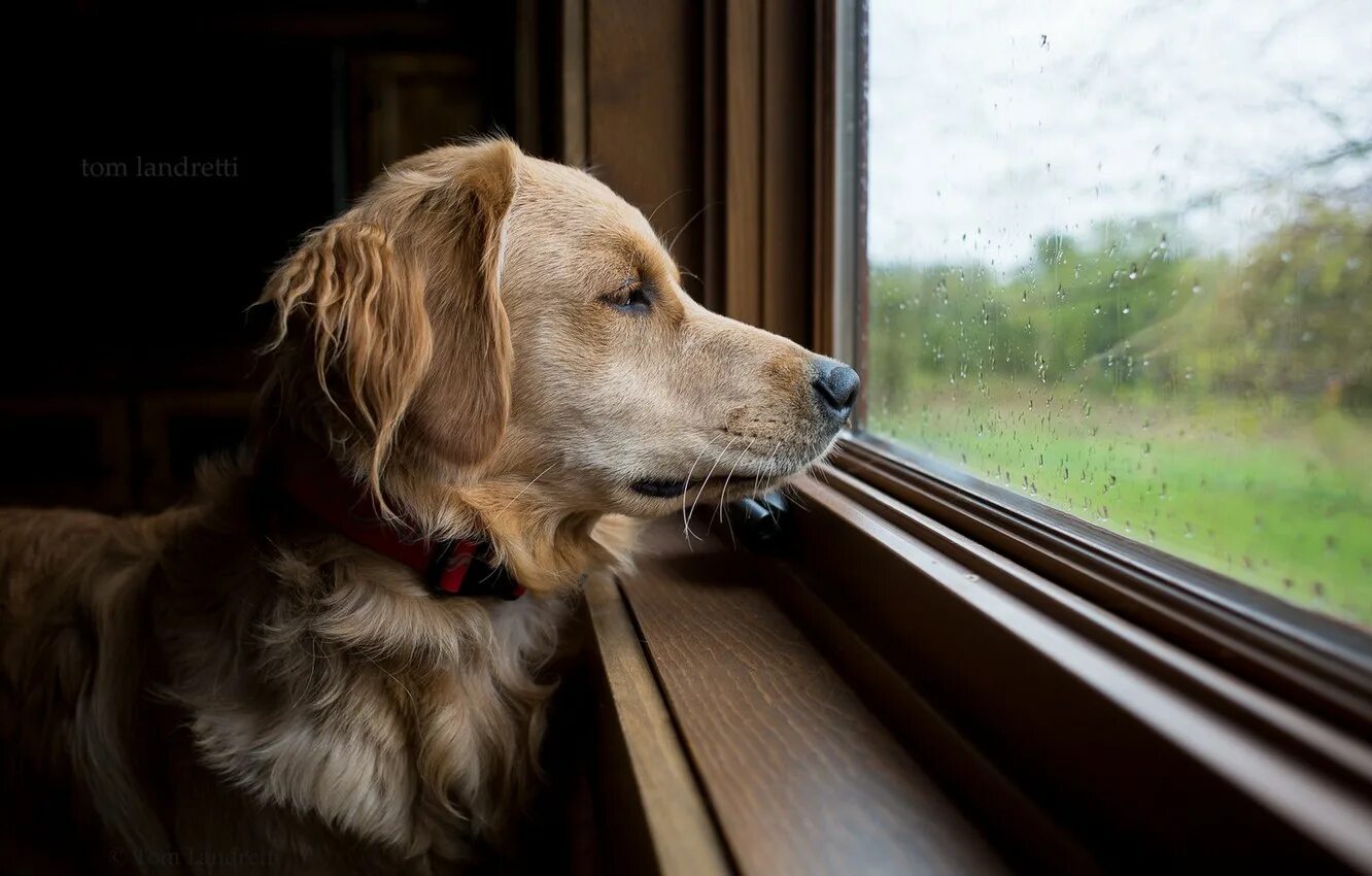 Dog of windows. Собака ждет. Собака в окне. Собака ждет у окна. Собака ждет хозяина
