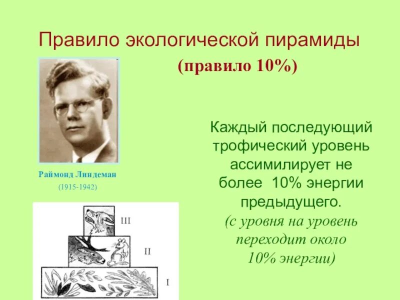 Правило экологической пирамиды Линдемана. Пирамида Линдемана экологическая. Экологические пирамиды правило 10. Правило 10 почему