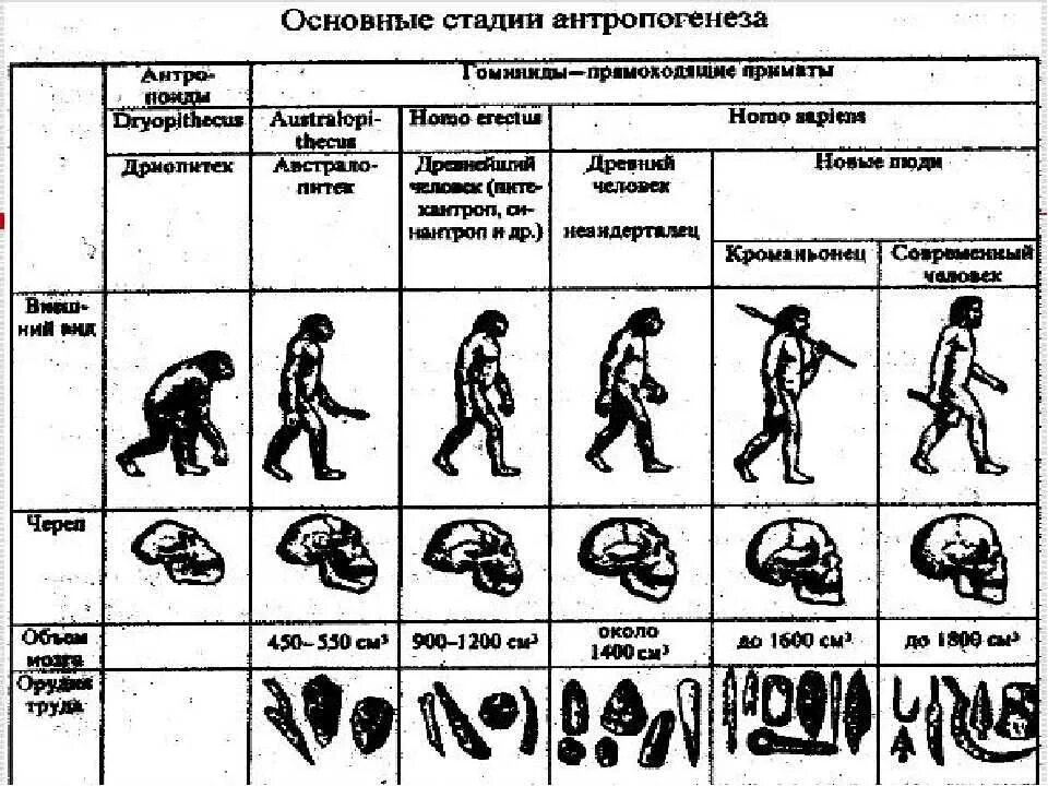 Таблица человек труда. Эволюция человека Антропогенез 11 класс таблица. Этапы эволюции человека стадии антропогенеза. Схема антропогенеза таблица. Последовательность основных стадий антропогенеза.