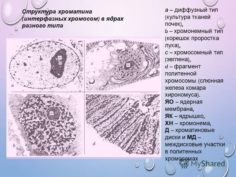 Строение интерфазных хромосом. Какое строение имеет интерфазная хромосома. Упаковка днк в интерфазной хромосоме. Интерфазная хромосома функции. Строение интерфазных хромосом.