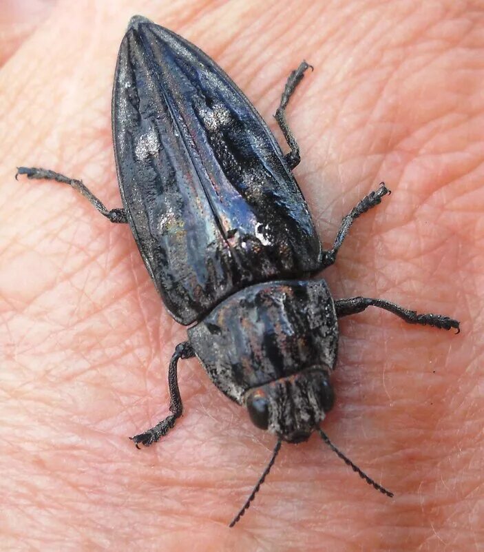 Хлопковый долгоносик. Nepa cinerea (обыкновенный водяной скорпион). Жук прусак черный. Жук похож. Жук похожий на муравья большой.