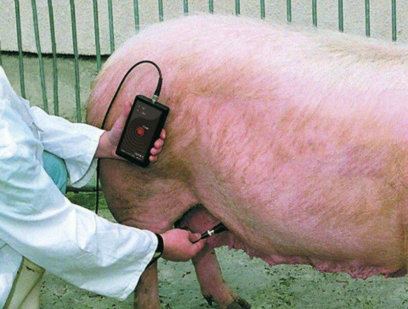 Беременность у свиней длится. УЗИ супоросности СВИНОМАТКАМ. Родовспоможение у свиней.