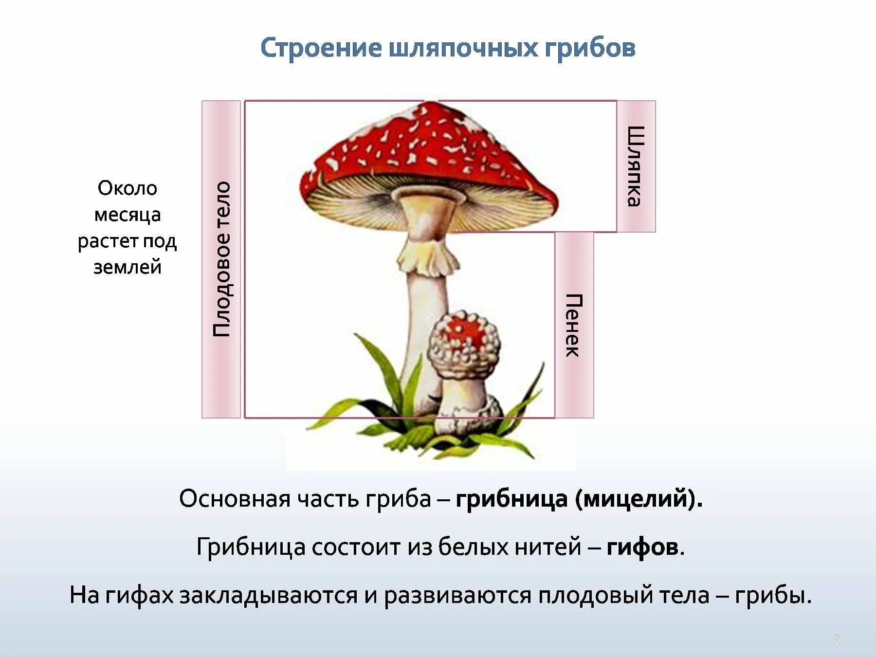 Главная часть любого гриба. Грибы строение шляпочных грибов. Строение мухомора грибница гриба. Строение шляпочного гриба мухомора. Строение шляпочного гриба 5.