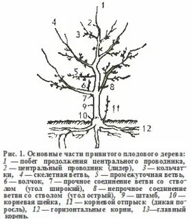 Схема дерева яблони