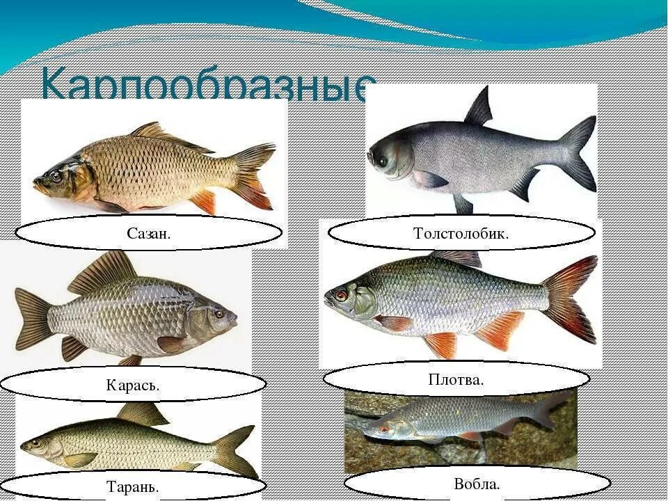 Отличие воблы от плотвы. Чебак красноперка плотва. отличие тарани от плотвы. вобла и плотва. тарань и плотва.