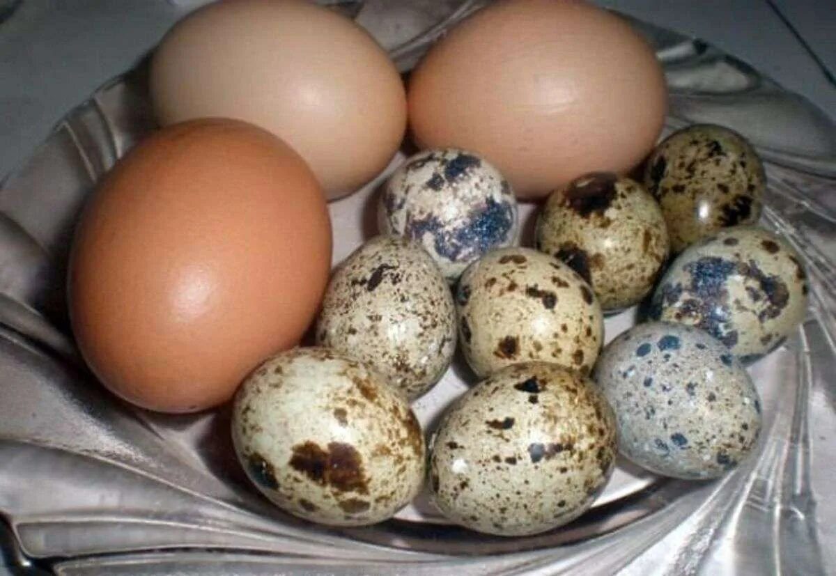 Чем отличаются перепелиные от куриных. Яйцо перепелиное. куриные и перепелиные яйца. яйца перепелов. домашние куриные яйца.
