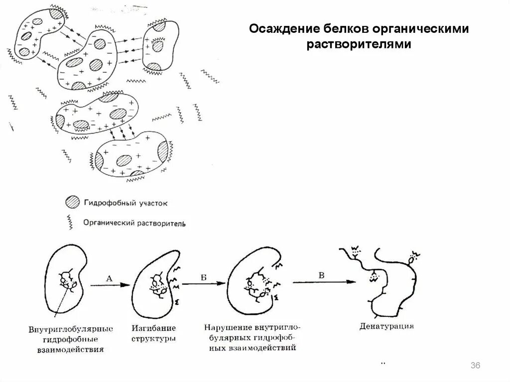 Растворимость белков. Растворимые и нерастворимые белки. Белки растворимость. Нерастворимые белки примеры. Растворимые и нерастворимые белки.