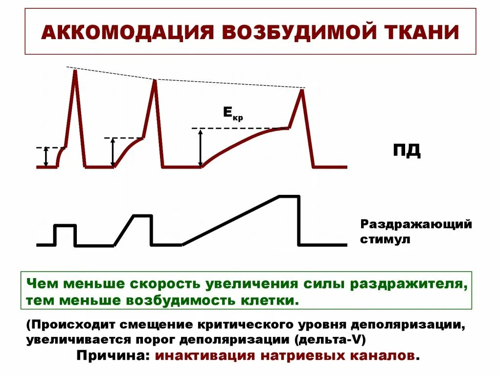 Свойство возбудимости характерно для тканей. Скорость аккомодации. Аккомодация физиология. Аккомодация нервной ткани. Закон аккомодации физиология.