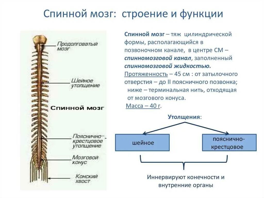 Где расположена и какие функции. Спинной мозг строение и функции. отделы спинного мозга функции отделов. строение спинного мозга и его функции. наружное строение спинного мозга схема.