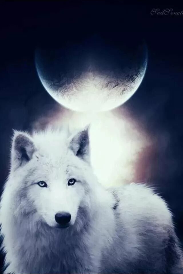 Одинокая белая волчица. Одинокий волк. Белый волк. Воющий волк. Волк лежит.