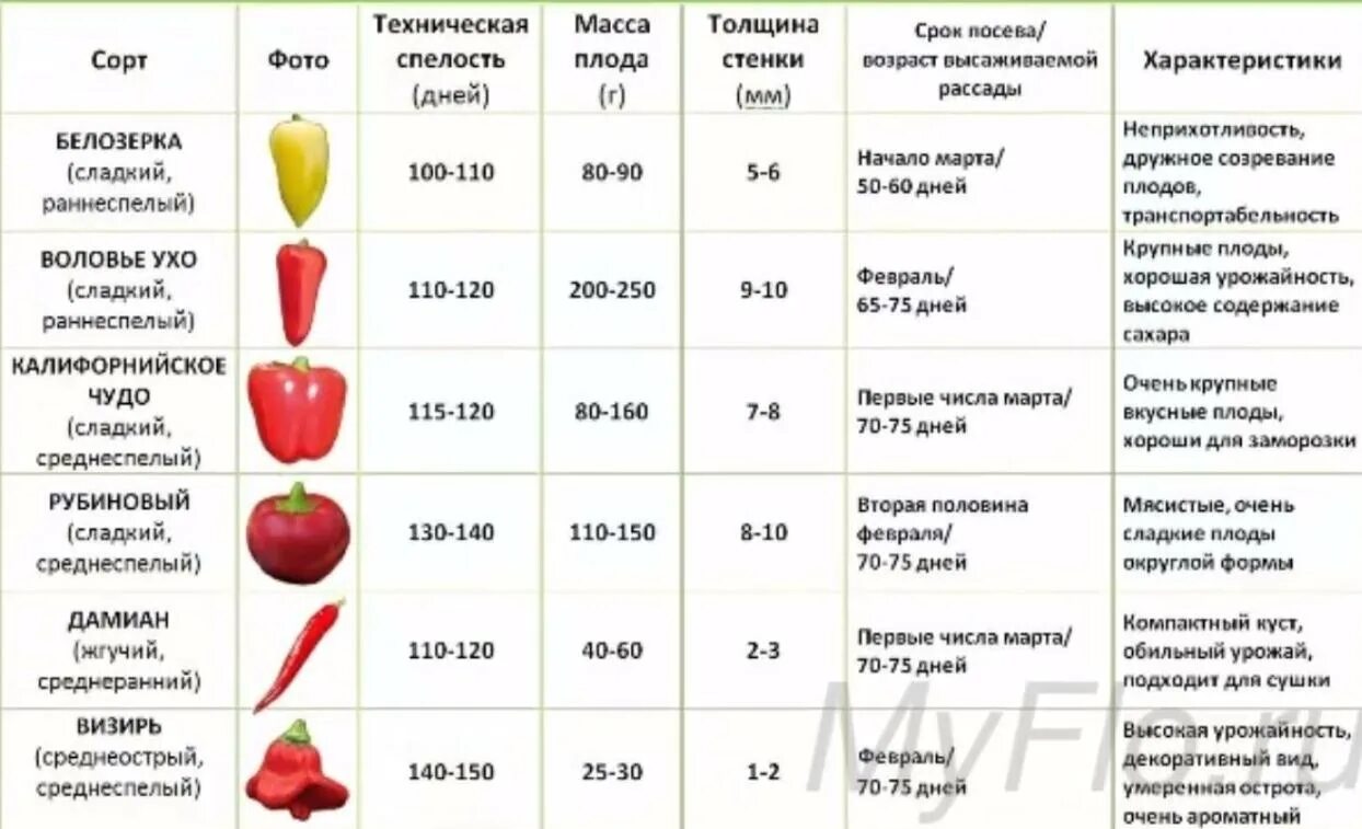 Как долго всходят семена перца. Сроки высадки семян перца для рассады. Семена перца сроки посева рассады. Когда можно сажать перец на рассаду. Когда сажать рассаду перца Горького семена.