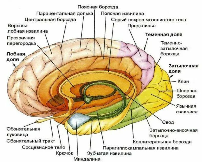 Внутренняя поверхность тела