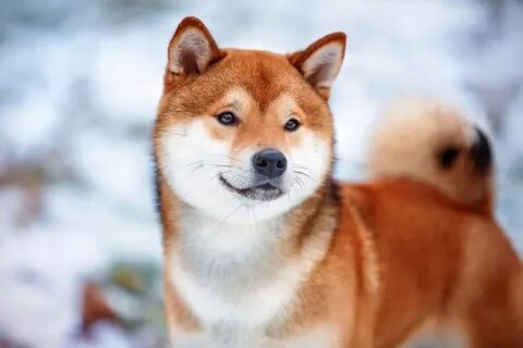 Китайская собака сиба