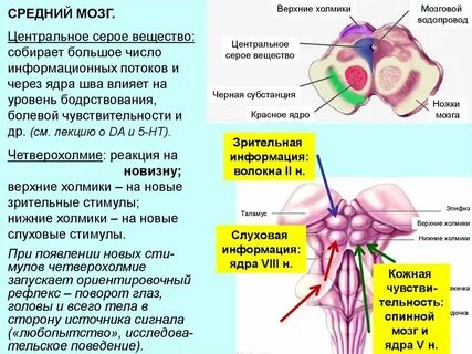 Центральное серое вещество