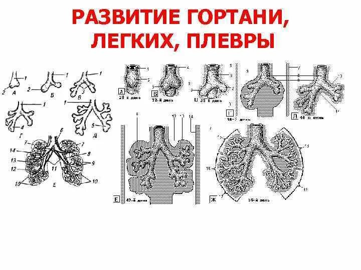 Оболочка легких 6. Развитие легких и плевры. Строение плевры легких.