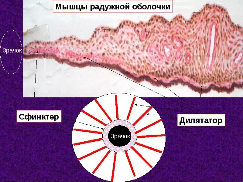 Вид мышечной ткани сужающий расширяющий зрачок глаза. Сороение надужки нтстология. Мышцы Радужки глаза гистология. Радужная оболочка глаза гистология. Строение Радужки гистология.