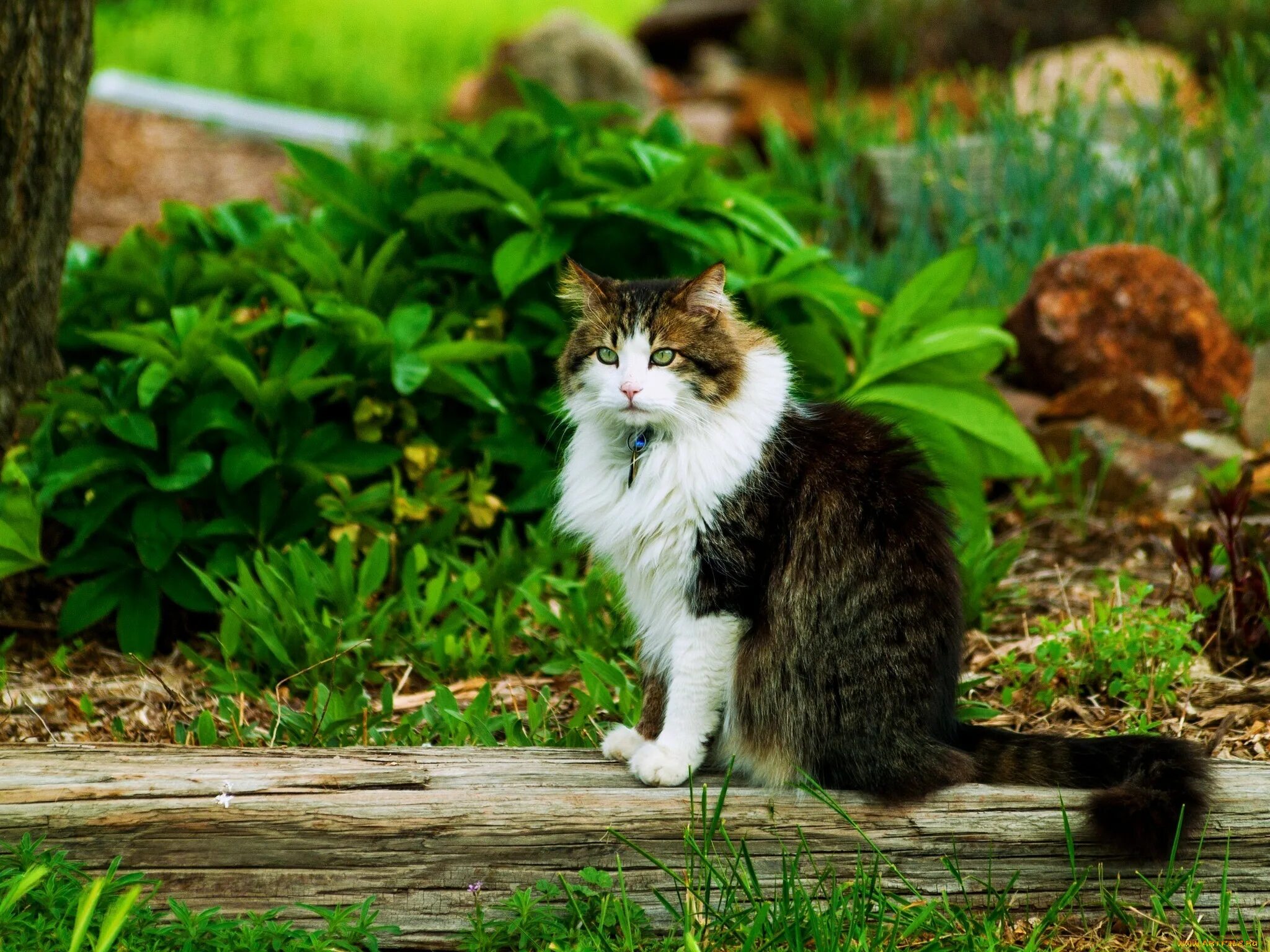 Котик летом