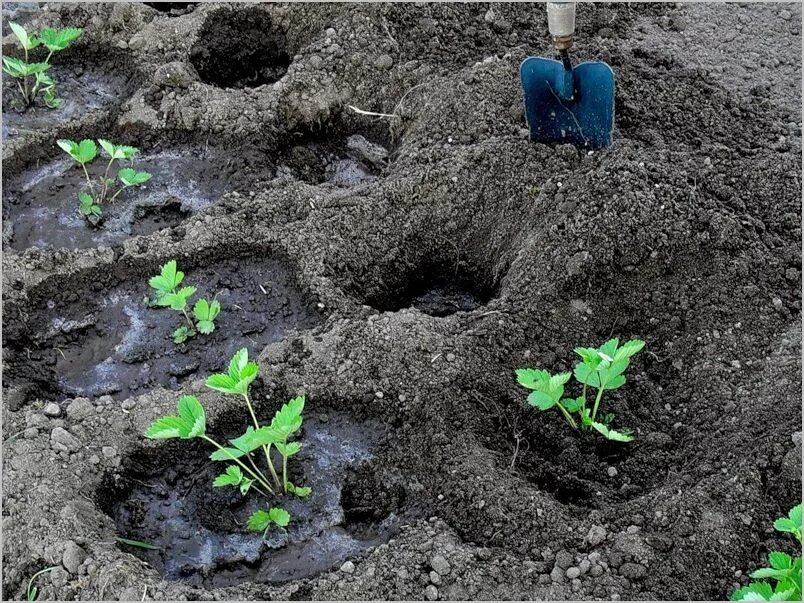 Когда можно пересаживать клубнику на новое место. Лунка в земле для посадки. Лунки для клубники. Посев в лунки. Лунка для растений.