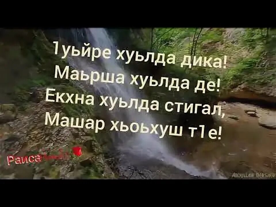 Дика йойла